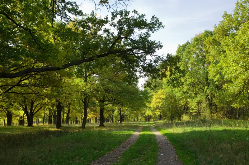 Woodland Management Newbury, Donnington, Thatcham